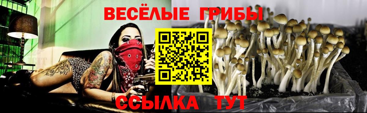 Киров  Псилоцибиновые грибы GOLDEN TEACHER  Псилоцибиновые грибы Psilocybe  Вход с VPN 